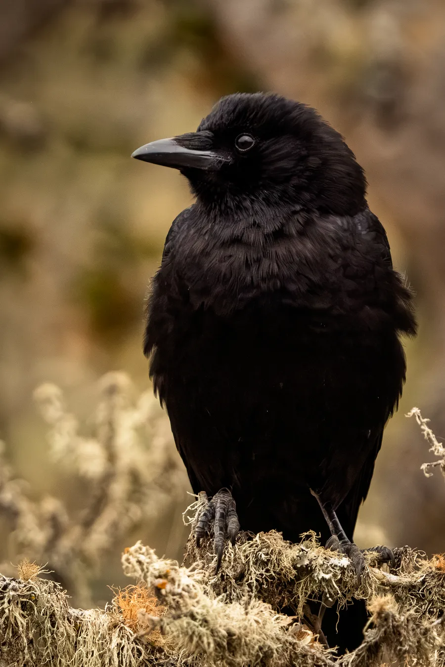 An American Crow perched on a branch.