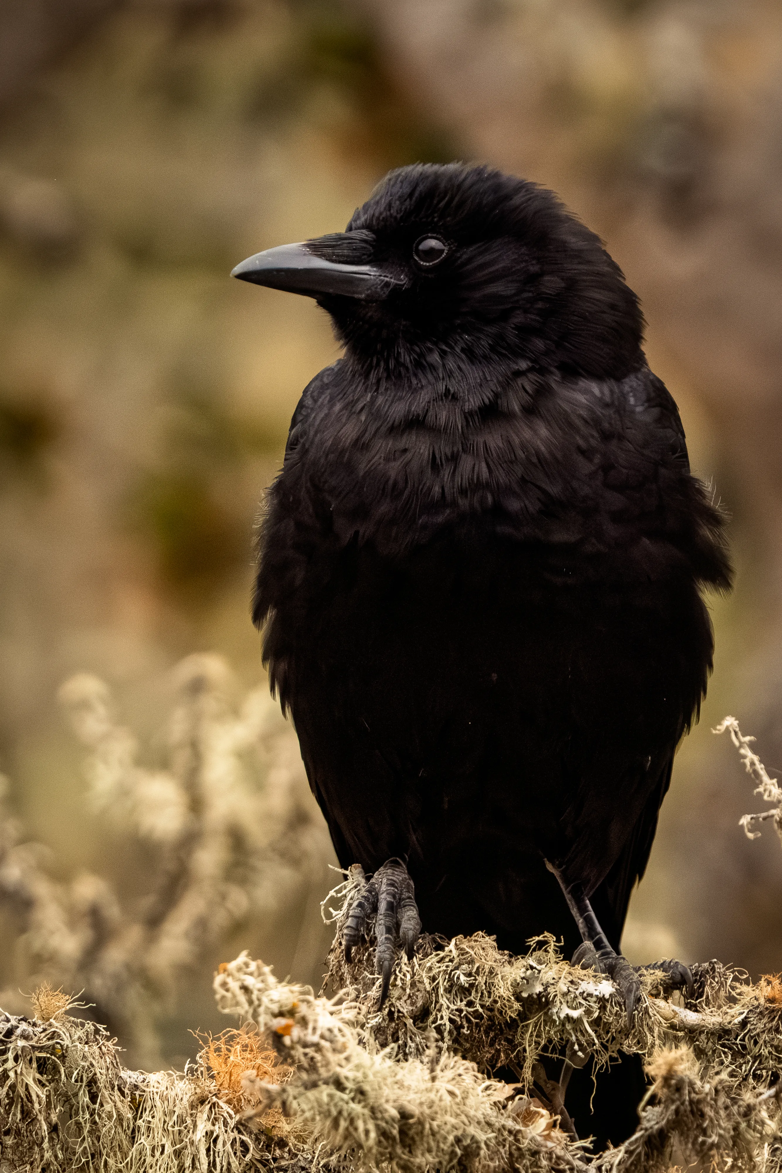 An American Crow perched on a branch.