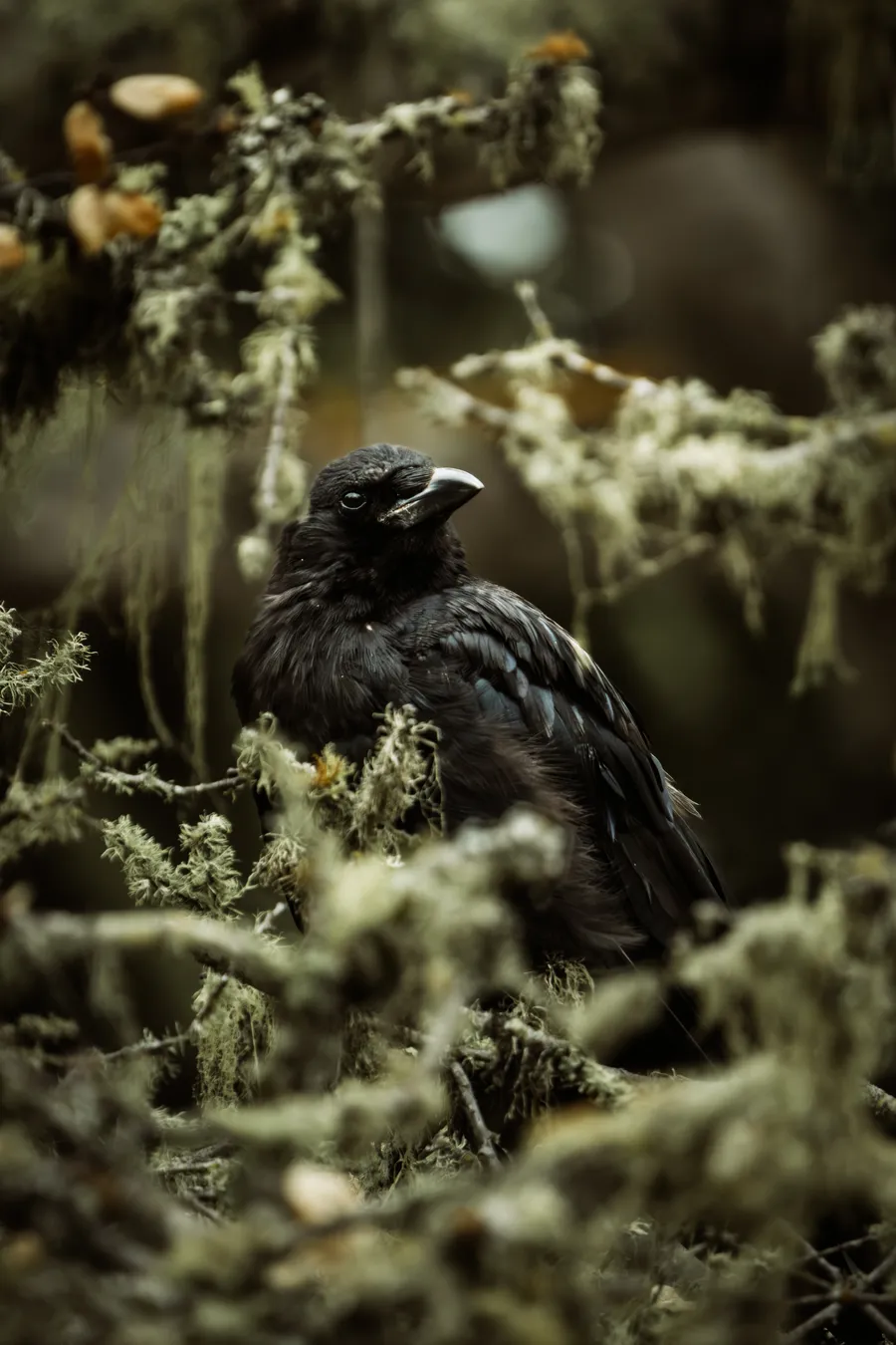 An American Crow in a mossy tree.