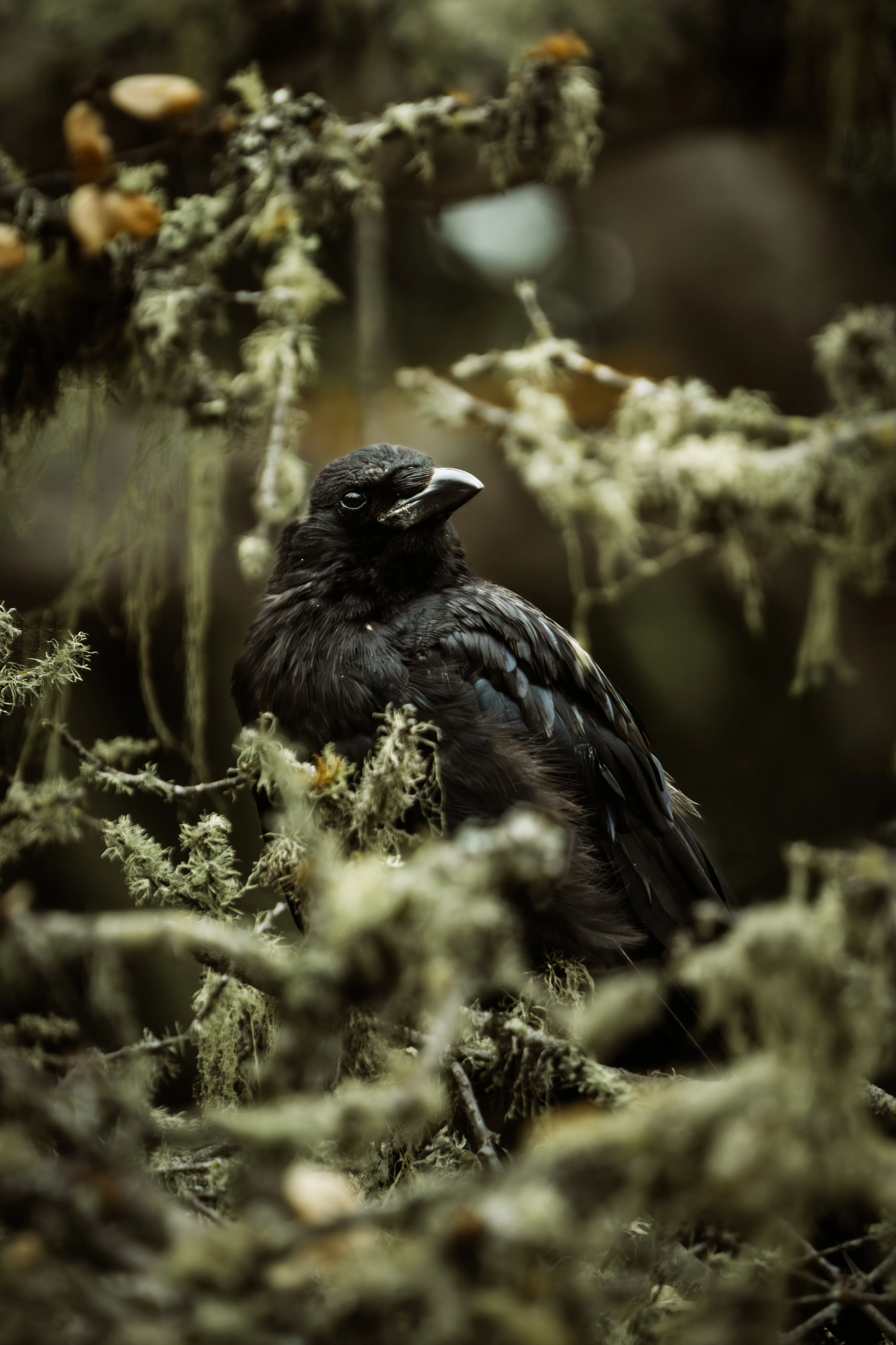 An American Crow in a mossy tree.