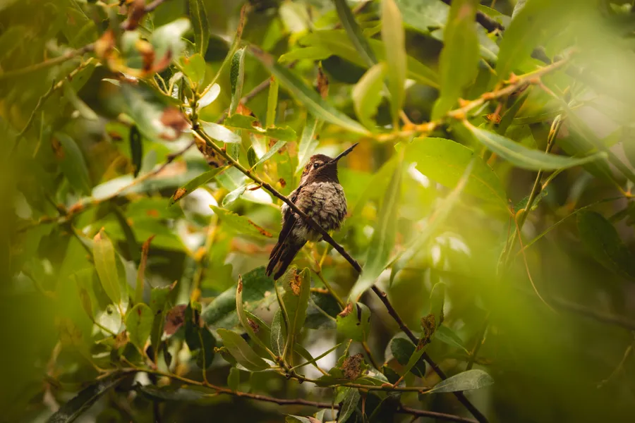 Anna's Hummingbird perched in a bush.