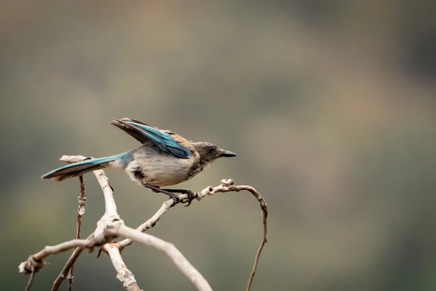 A California Scrub Jay prepares for flight.