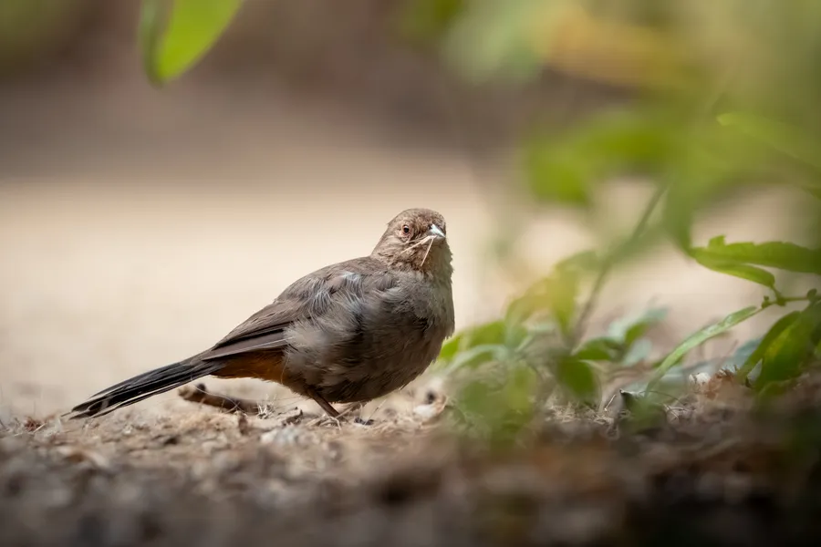 California Towhee foraging