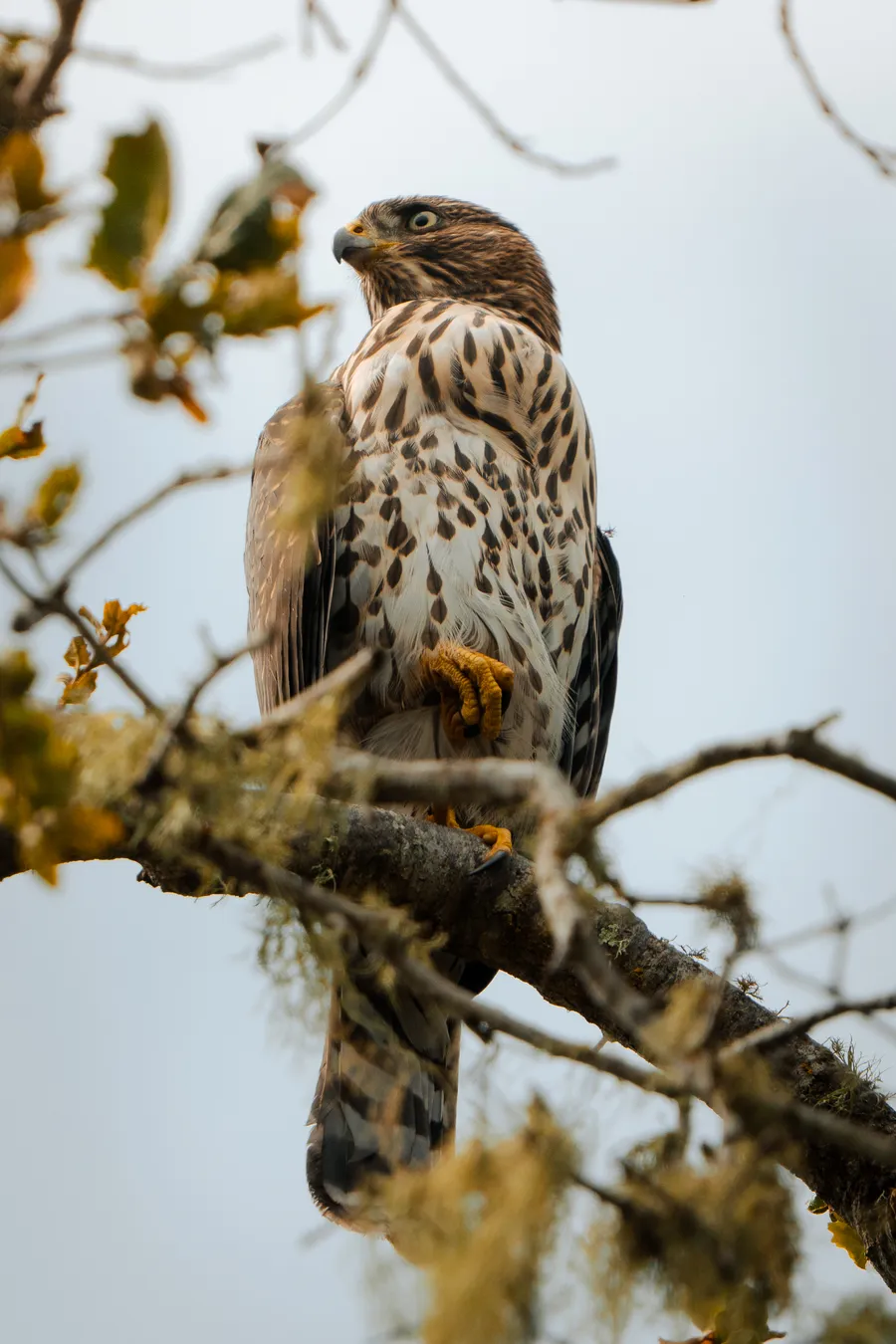 Cooper's Hawk on a branch