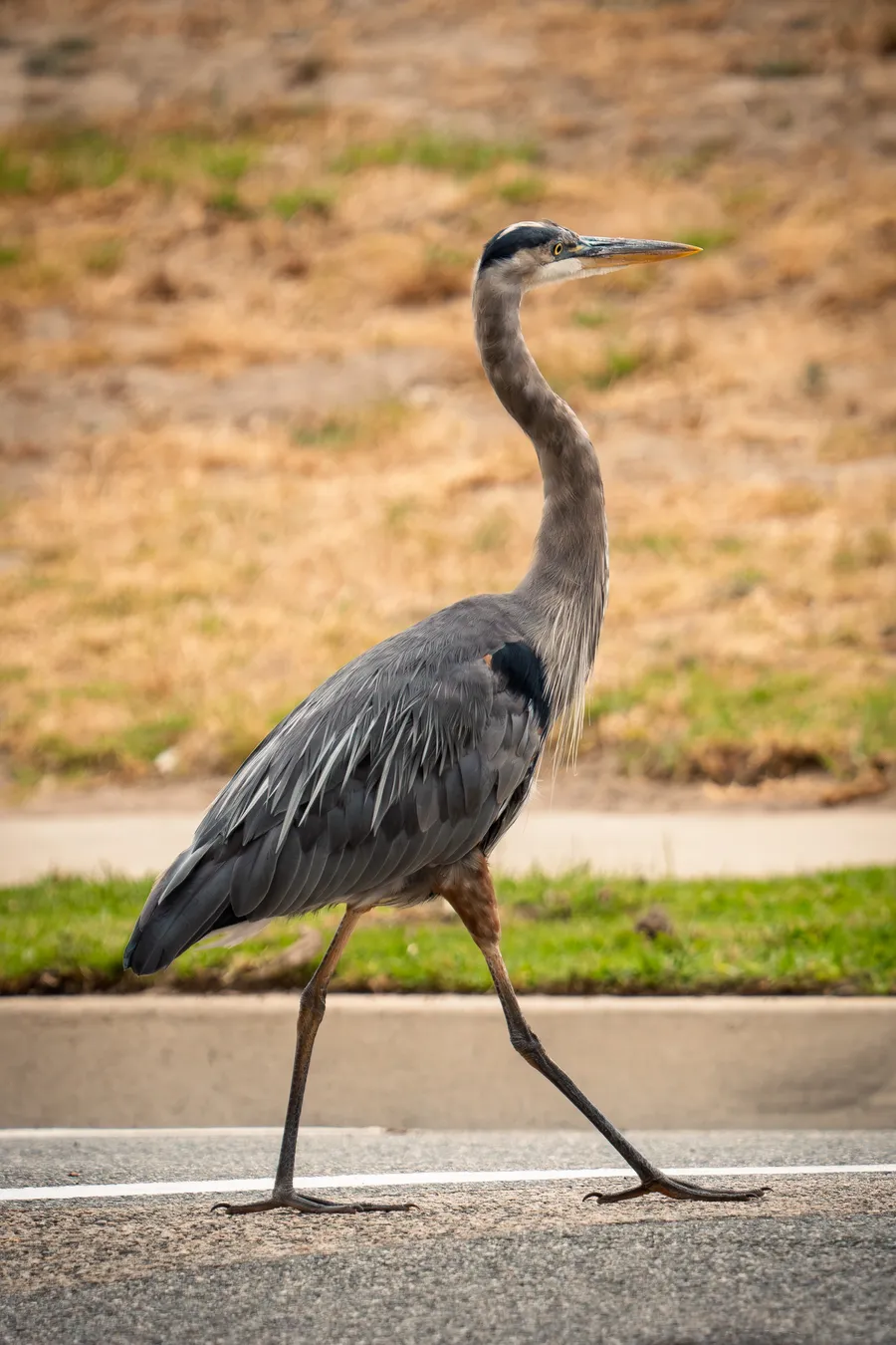 A Great Blue Heron crossing the street.