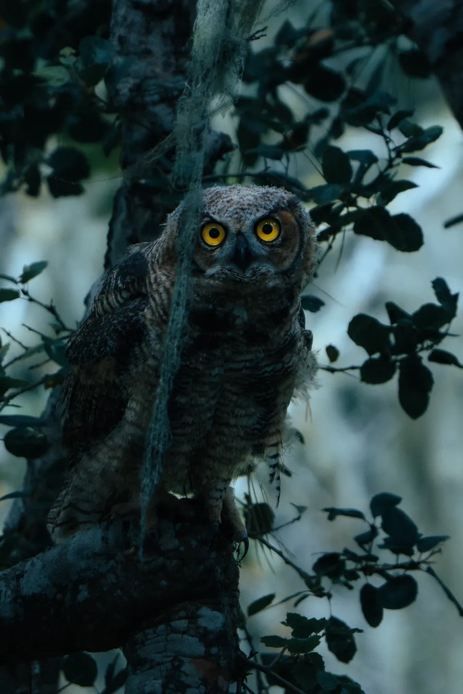 A Great Horned Owl watches.