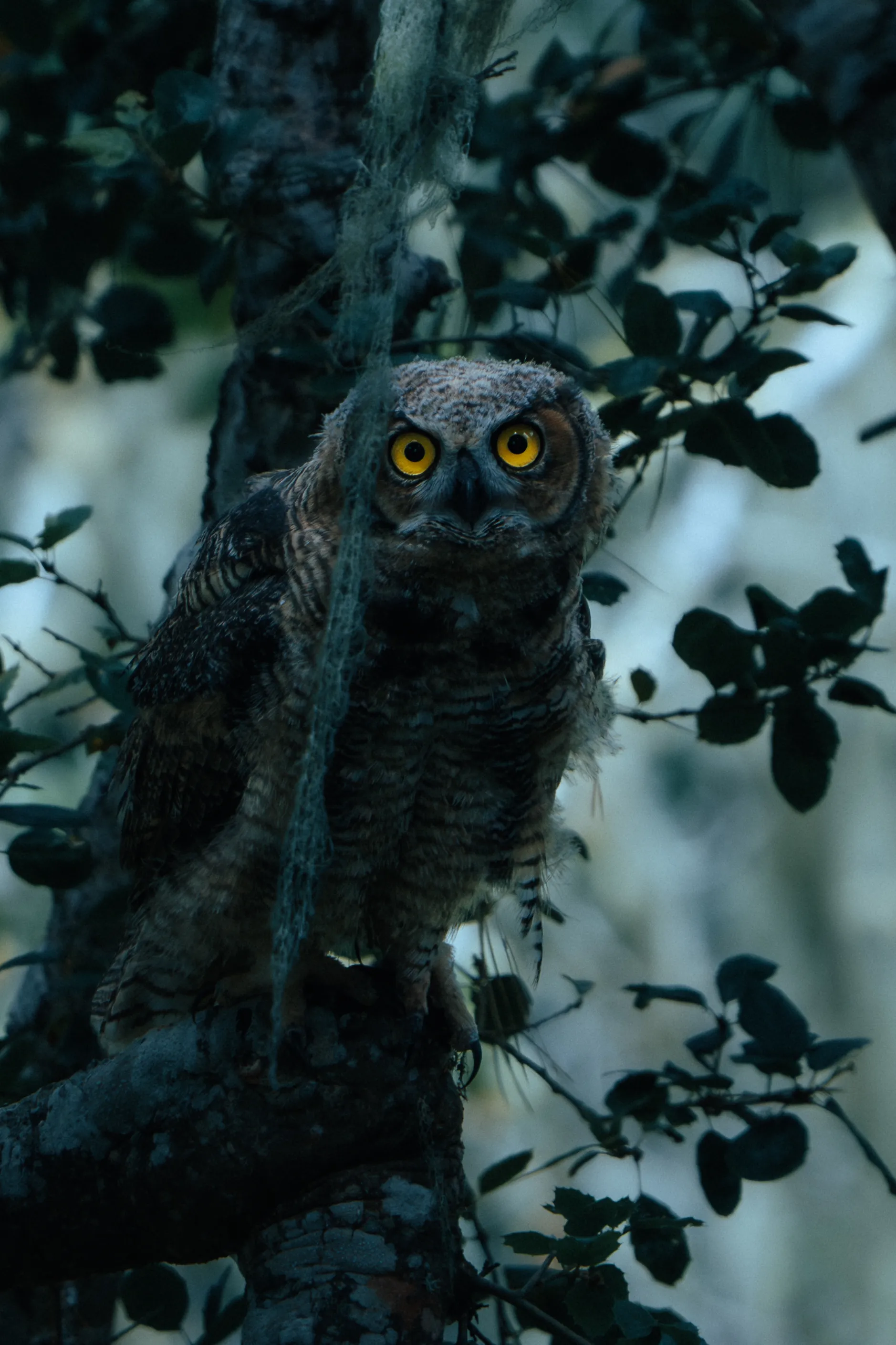 A Great Horned Owl watches.