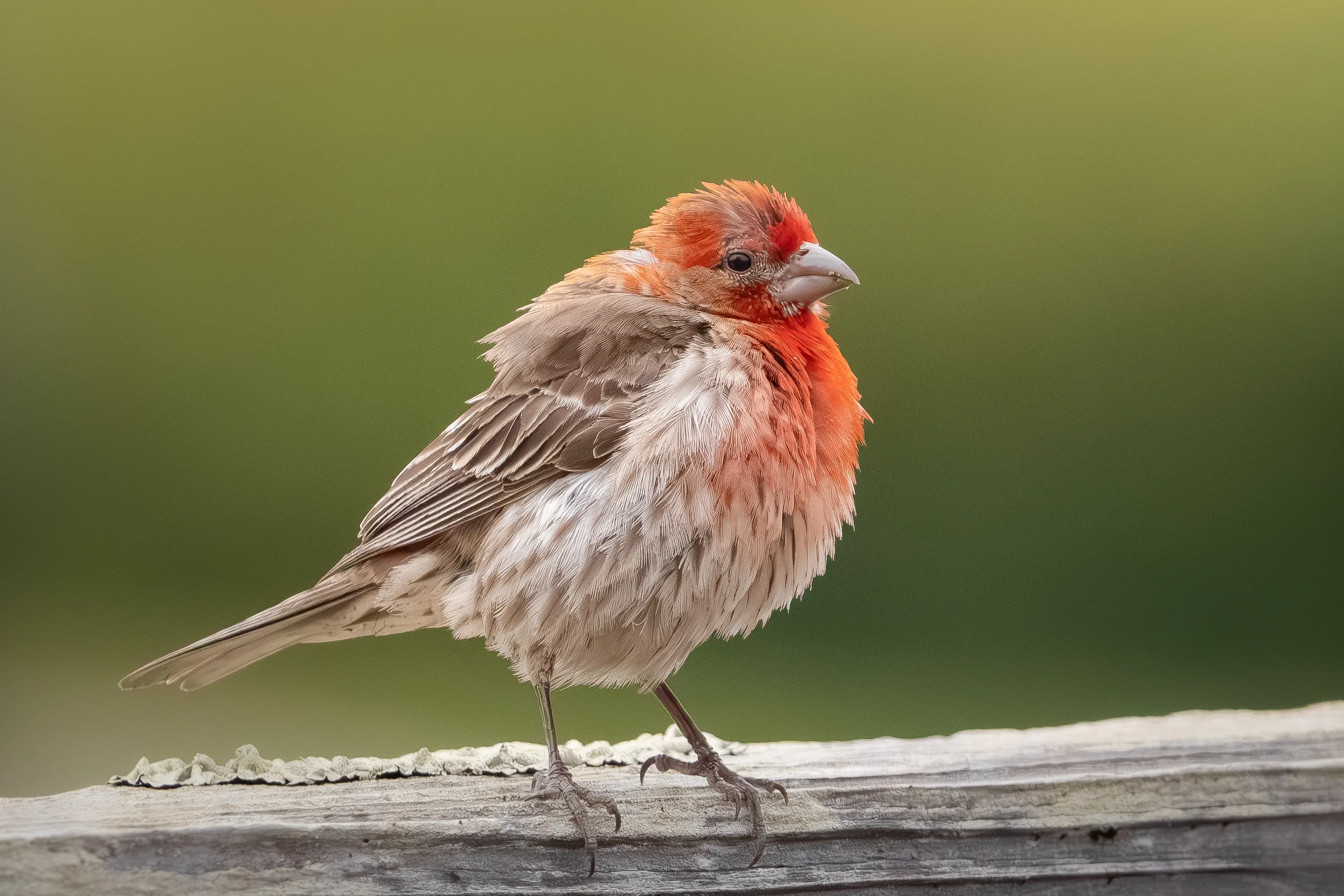 A puffed-up House Finch on a fence.