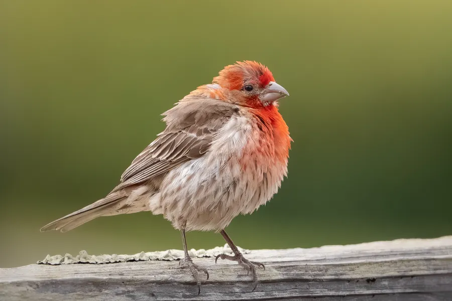 A puffed-up House Finch on a fence.