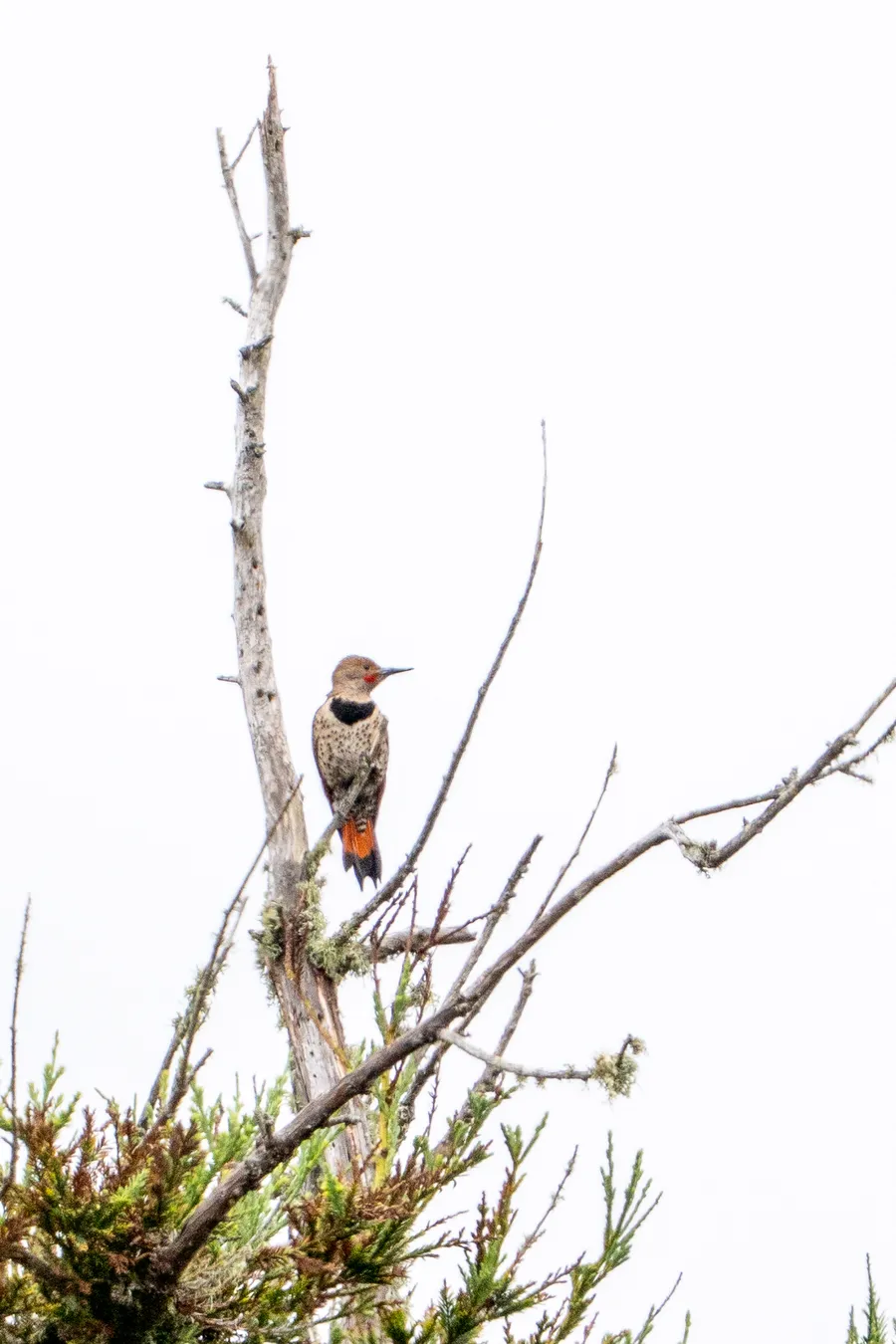 Northern Flicker perched on a branch