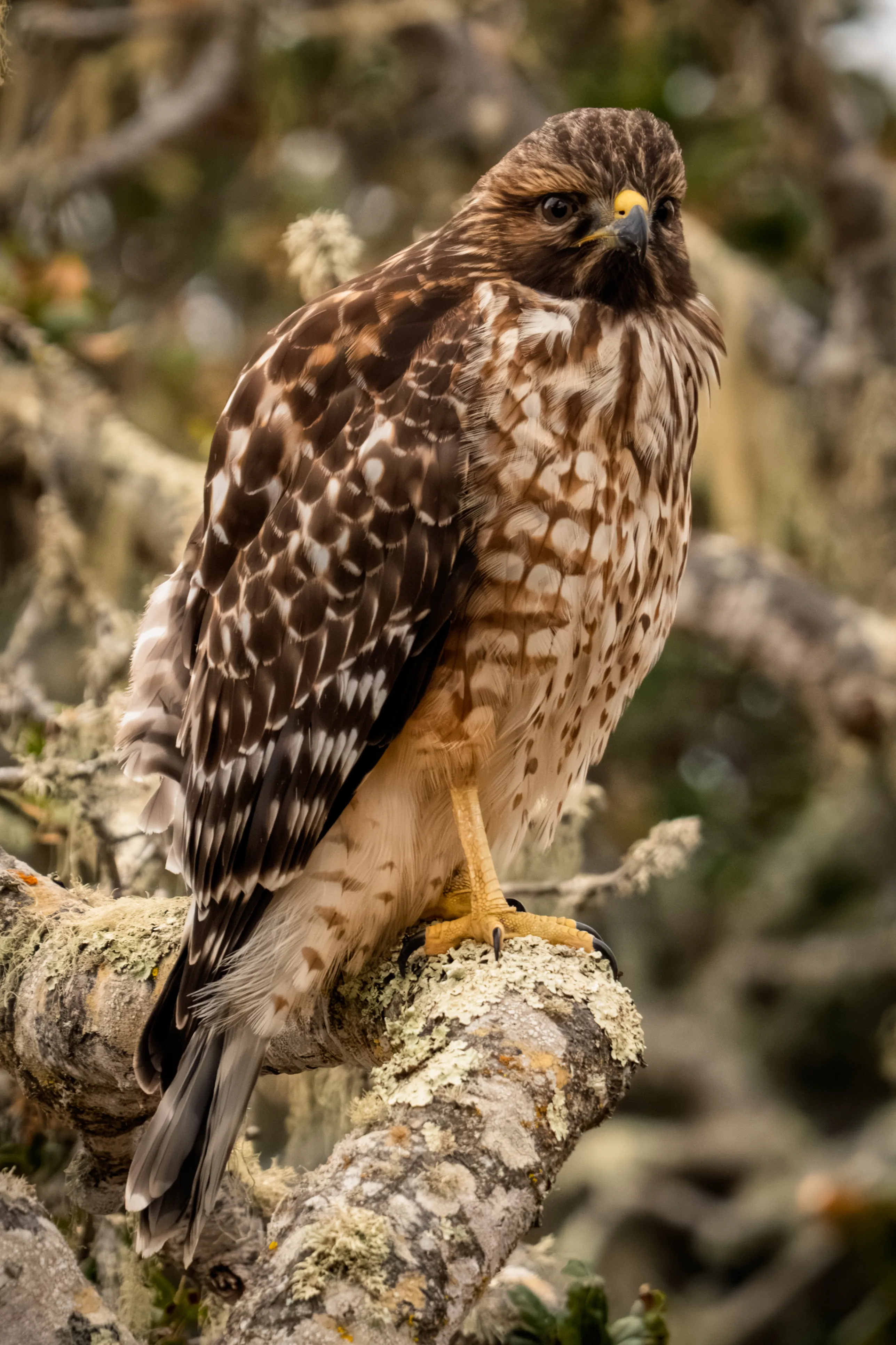 A Red-Tailed Hawk perched in a tree.