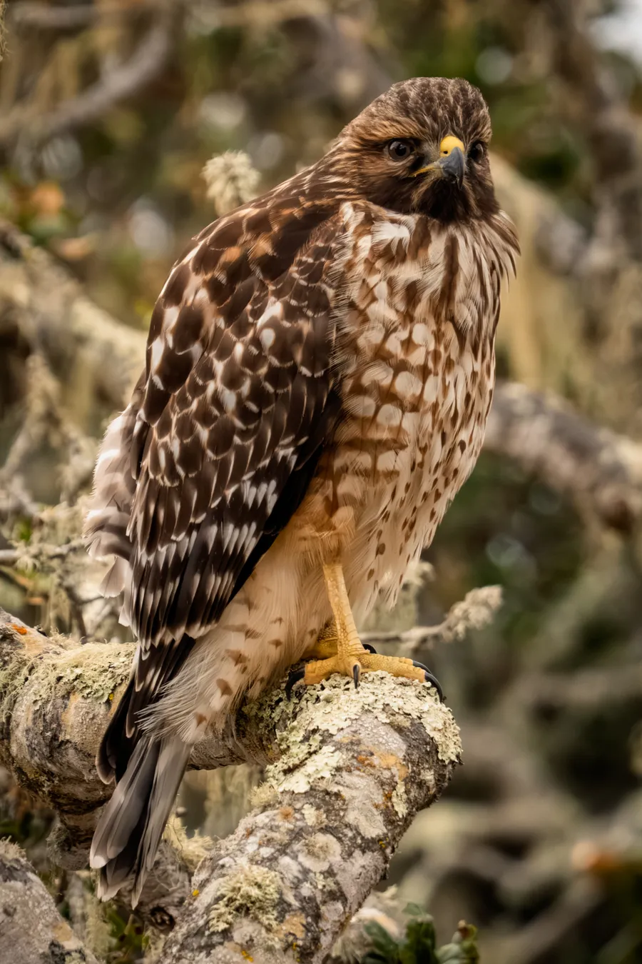 A Red-Tailed Hawk perched in a tree.