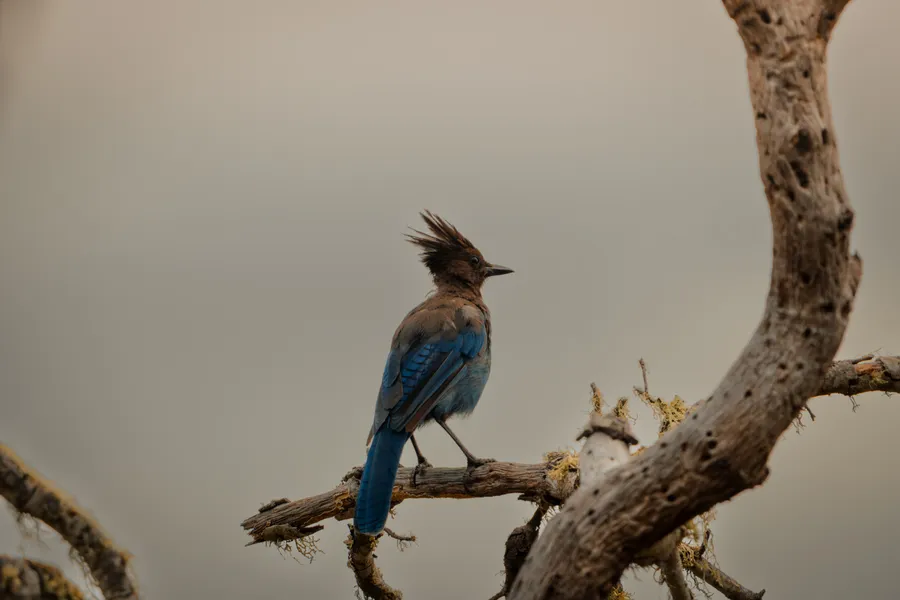 Stellar's Jay on a branch