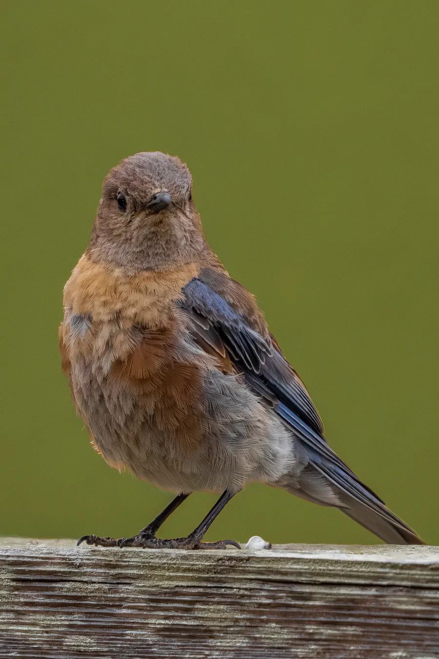 A juvenile Western Bluebird on a fence.