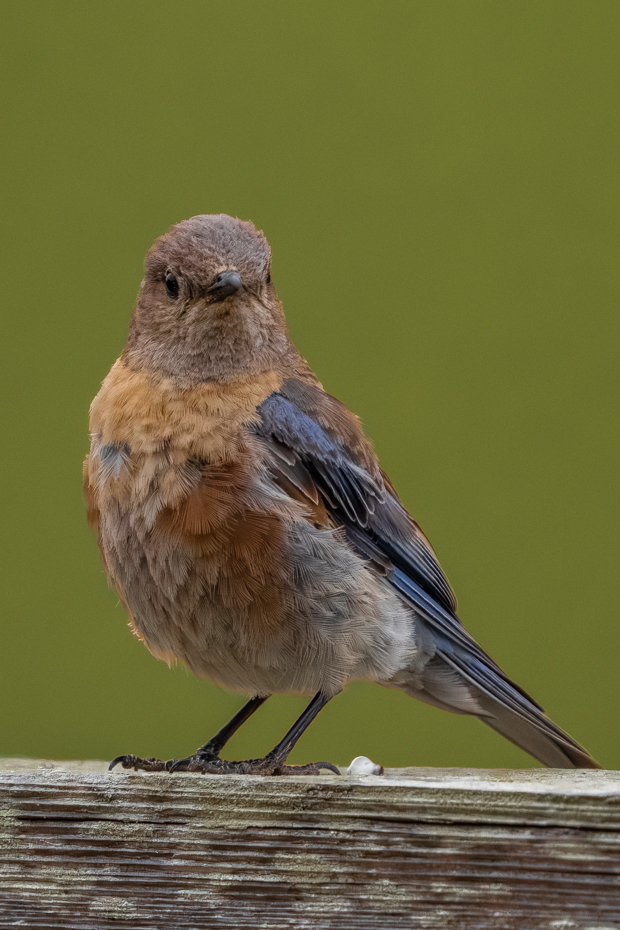 A juvenile Western Bluebird on a fence.